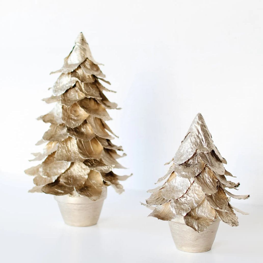 Potted Butterfly Leaf Cone Tree